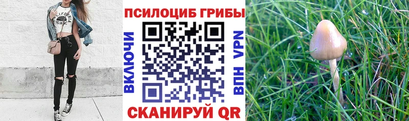 закладка Вольск Галлюциногенные грибы Cubensis